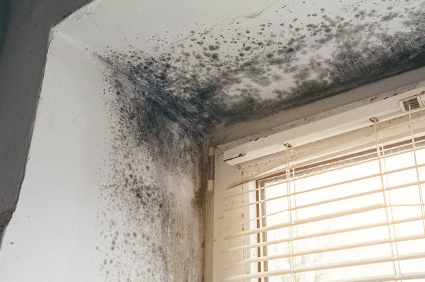 Affordable Black Mold Remediation solutions in Jonestown, TX